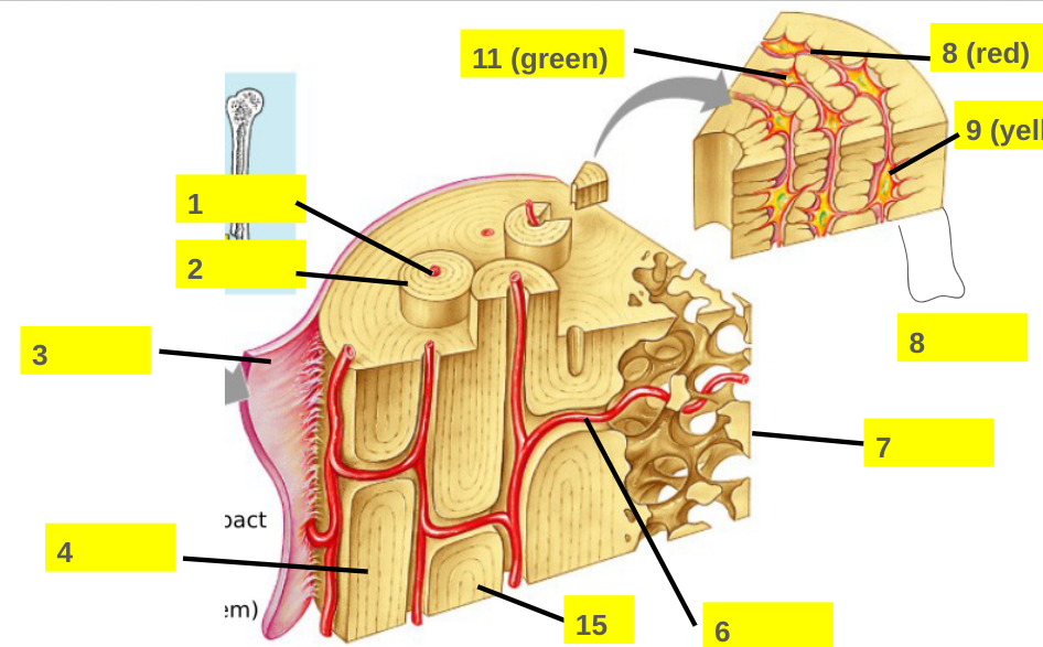 <p>15</p>
