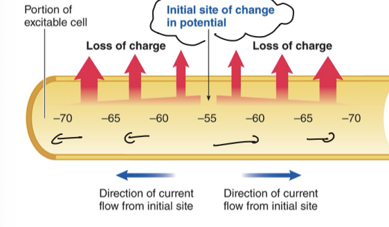 <p>False, a graded potential will die out over distance like a wave because it spreads passively as an electrical current, meaning <strong><mark data-color="unset" style="background-color: unset; color: inherit">the change in membrane potential spreads along the neuron membrane without requiring any active mechanisms like those used in action potentials</mark></strong><span>.</span></p>