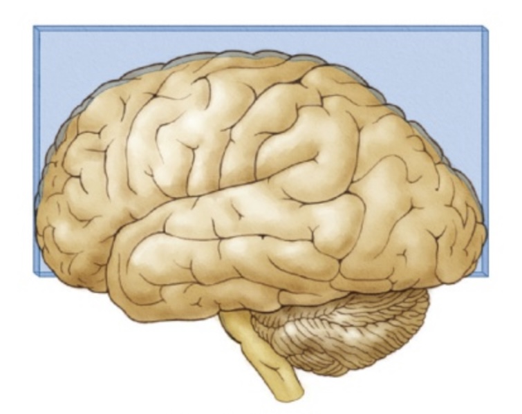<p>The section cut lengthways, front to back of the head, revealing a medial view from the side.</p>