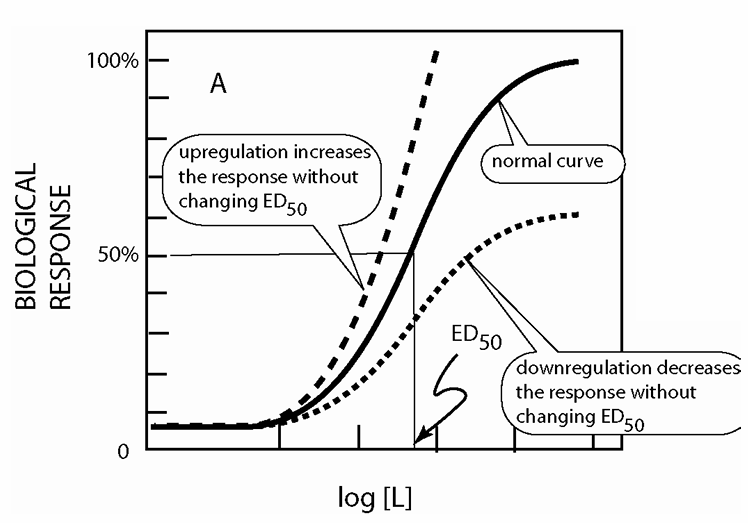 <ul><li><p>upregulated or downregulated </p><ul><li><p>Sensitivity of target tissues to hormones can change with conditions</p></li></ul></li></ul><p></p>