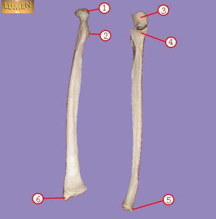 <p><span>Identify bone marking number 6.</span></p>