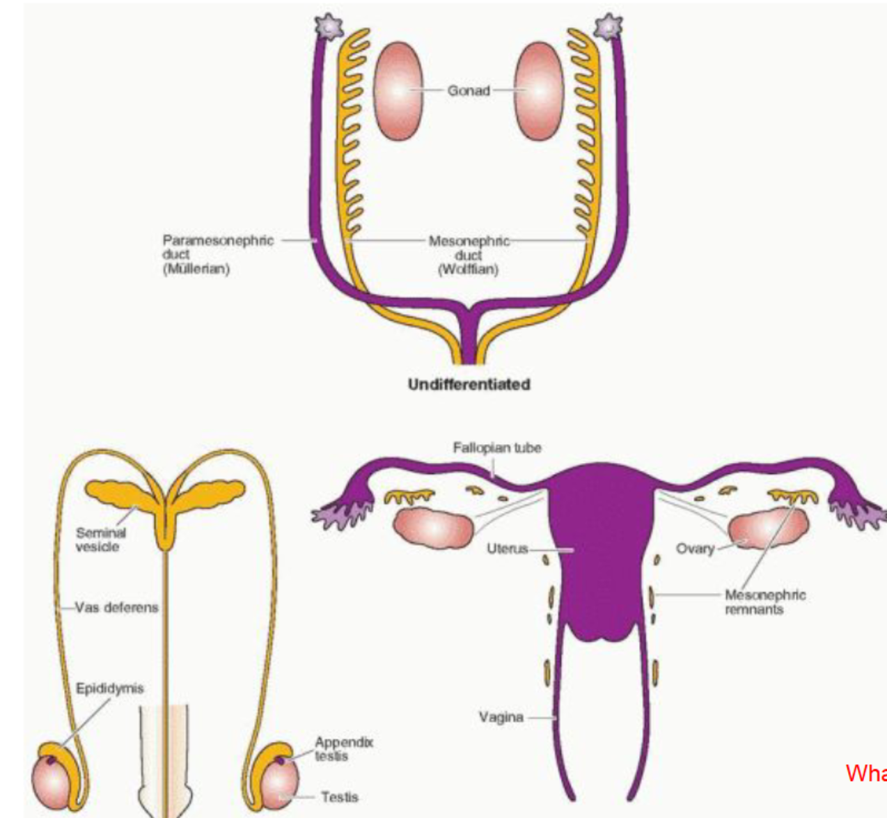 <p>Indifferent duct system</p>