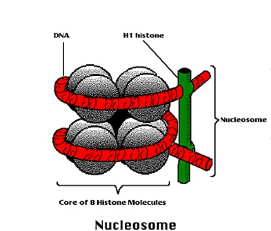In the nucleosome - which is supercoiled DNA wrapped twice around histone complexes and adjacent nucleosomes are connected by linker histones and linker DNA. 