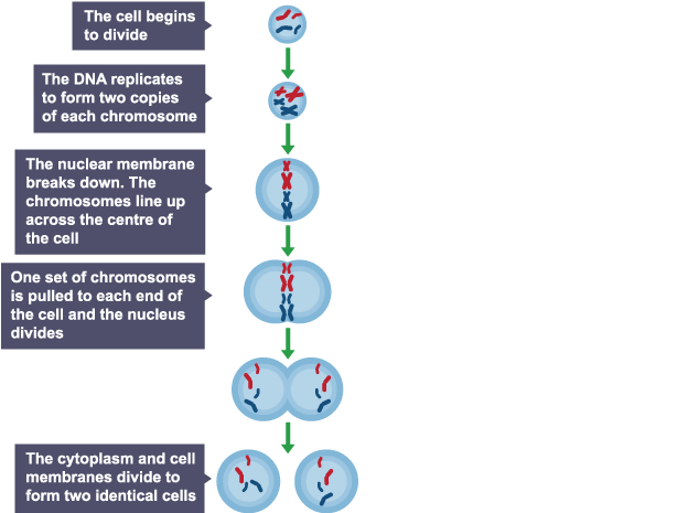 <p>Mitosis is cell division that produces two identical daughter cells for growth and repair.</p>