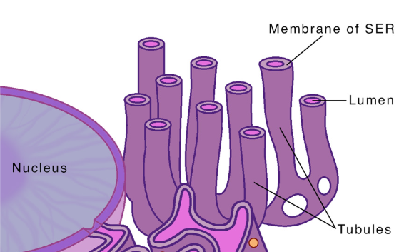 <p>contains no ribosomes</p><p>synthesizes lipids and detoxifies the cell</p>