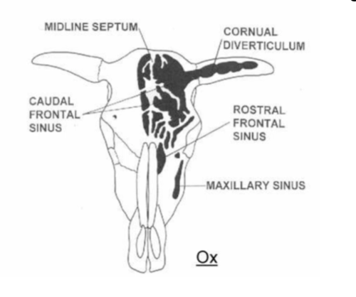 <p>1. Open sinus &amp; drainage</p><p>- daily with antiseptic solution</p><p>- 0.1% povidone iodine or chlorhexine in saline</p><p>- Betadine 1-3L every day (don't leave for one day bc will crust &amp; close)</p><p>2. Antibiotics - Penicillin, tilcomycin - IM</p><p>3. NSAIDs - Flunixin - IV or IM</p>