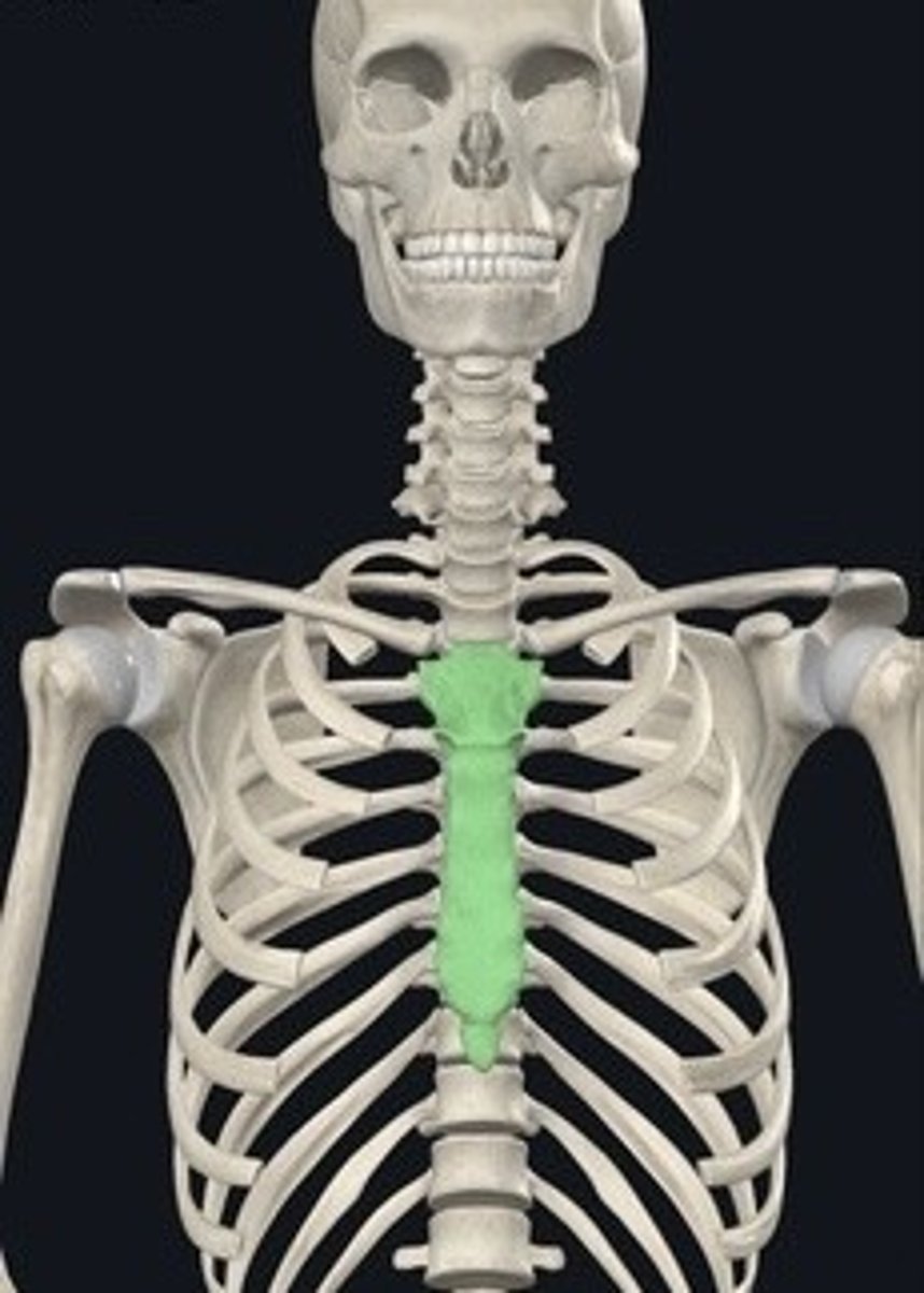 <p>Breastbone; consists of manubrium, body, xiphoid.</p>