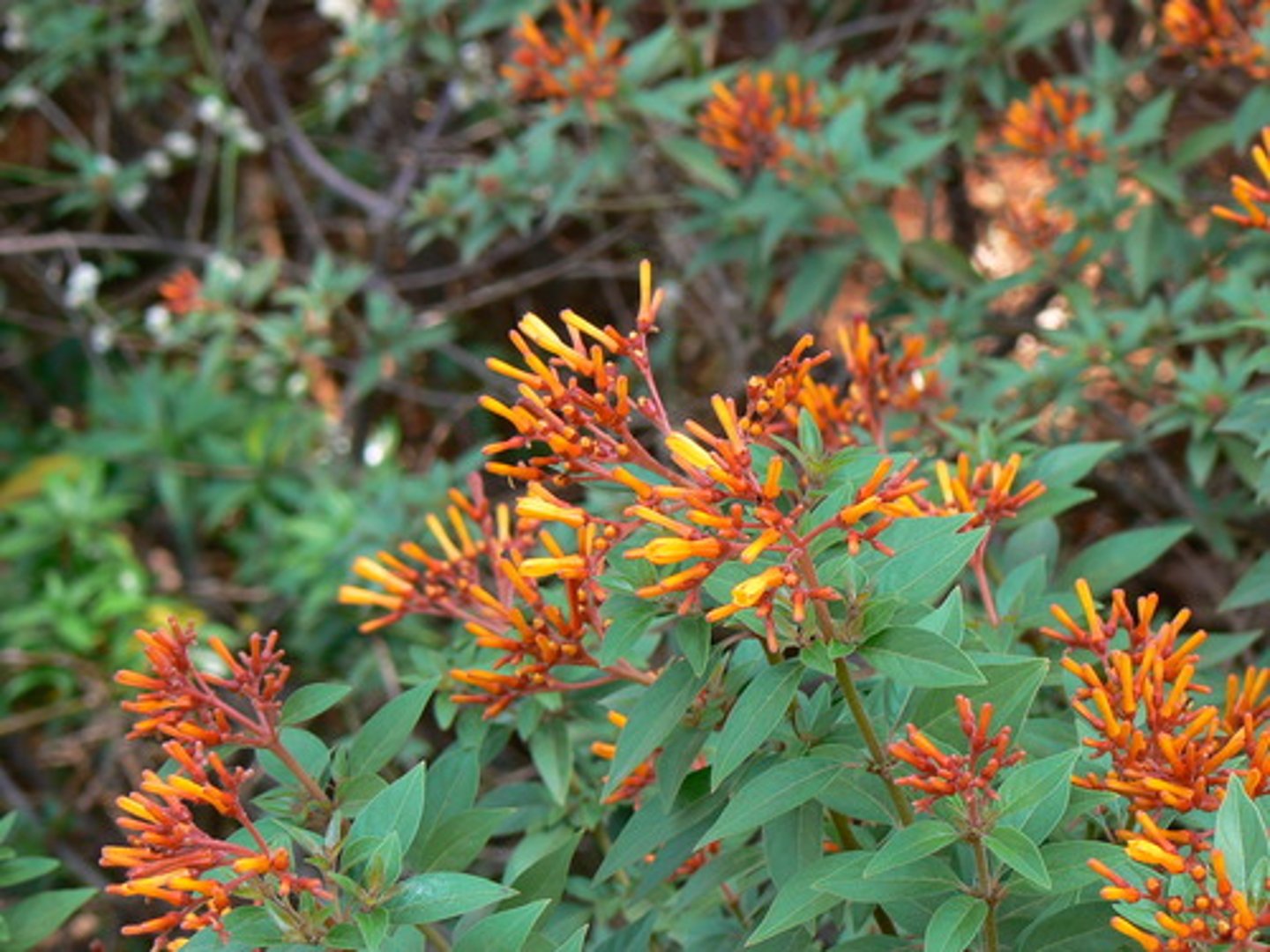 <p>Hamelia patens</p>
