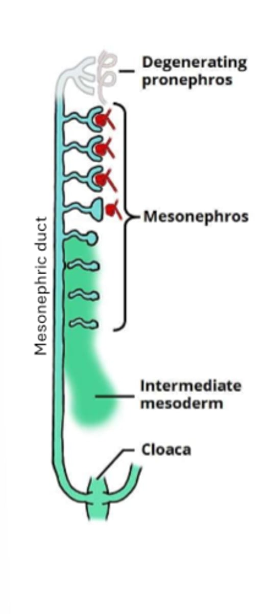 <p>blood vessel on one side, posterior end of pronephric duct on other</p>