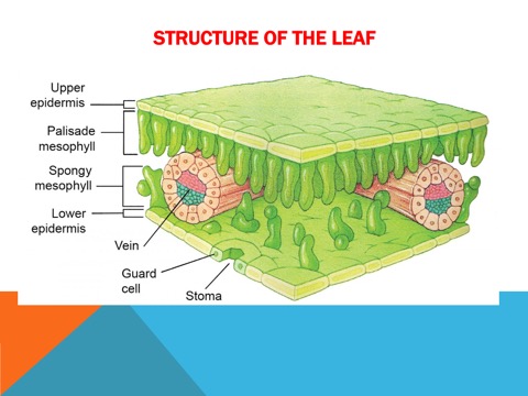 Structures of the leaf 