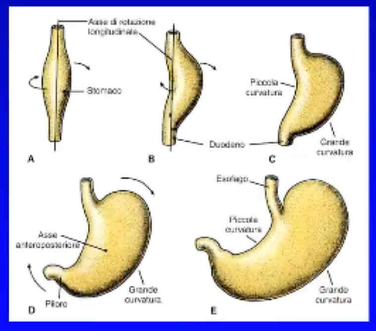 <p>Il tratto addominale del lume dell’intestino anteriore si slarga. La porzione dorsale cresce maggiormente poiché più vicina all’arteria celiaca e si formano quindi una grande convessità dorsale e una piccola concavità ventrale. </p><p>Lo stomaco subisce poi una prima rotazione cranio caudale (senso orario) di 90 gradi e una seconda ventrodorsale</p>