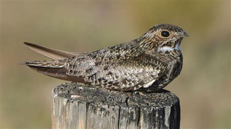 Long, pointed wings, white bar across primaries, tiny beak. Males and females similar
