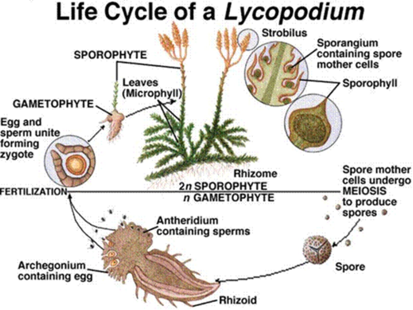 <p>homosporous (bisexual), contains strobili and sporophylls, sporophyte independent of gametophyte, water needed for fertilization (!sporophyte dominant generation!)</p>