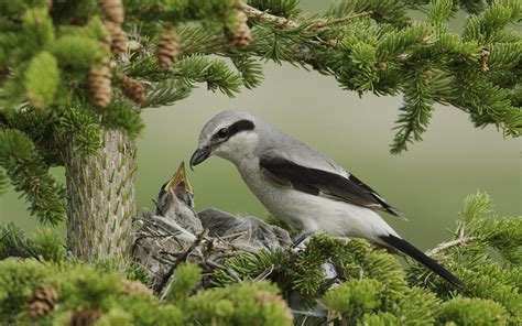 Thick horizontal eye band, hooked beak, grey, dark wings/tail. Males and females similar.
