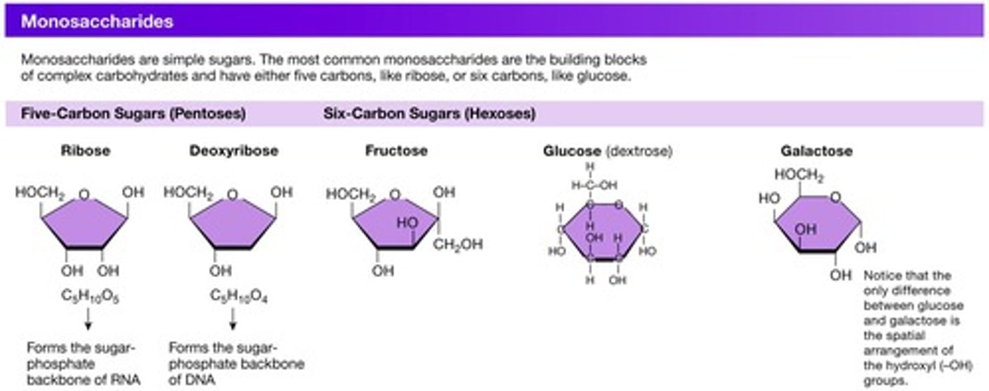 <p>Simple sugars such as glucose.</p>