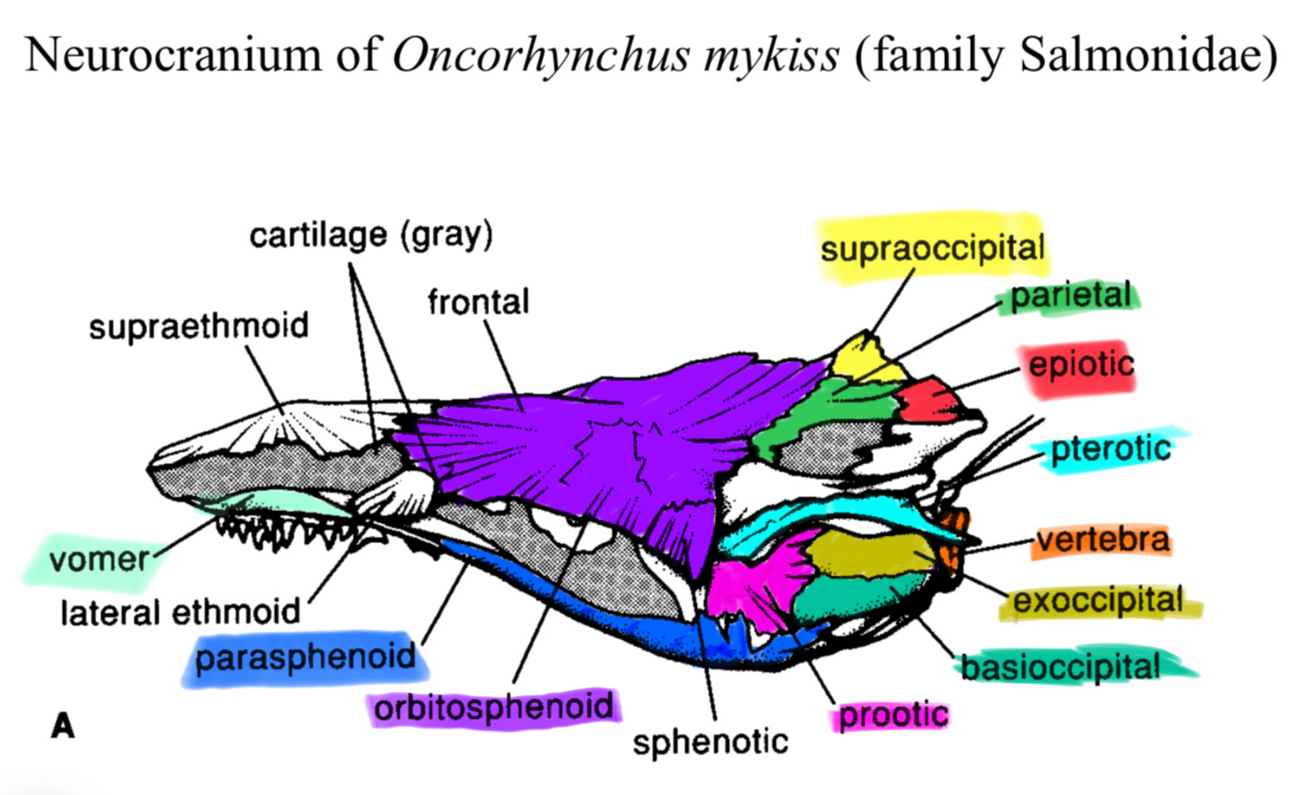 <p>The part of the skull that encases the brain in fishes.</p>