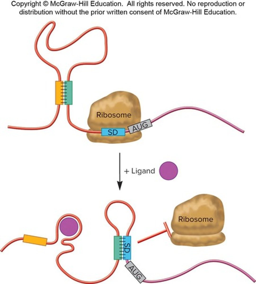 <p>They regulate transcriptional termination.</p>