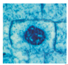 <p>What phase is this?</p>