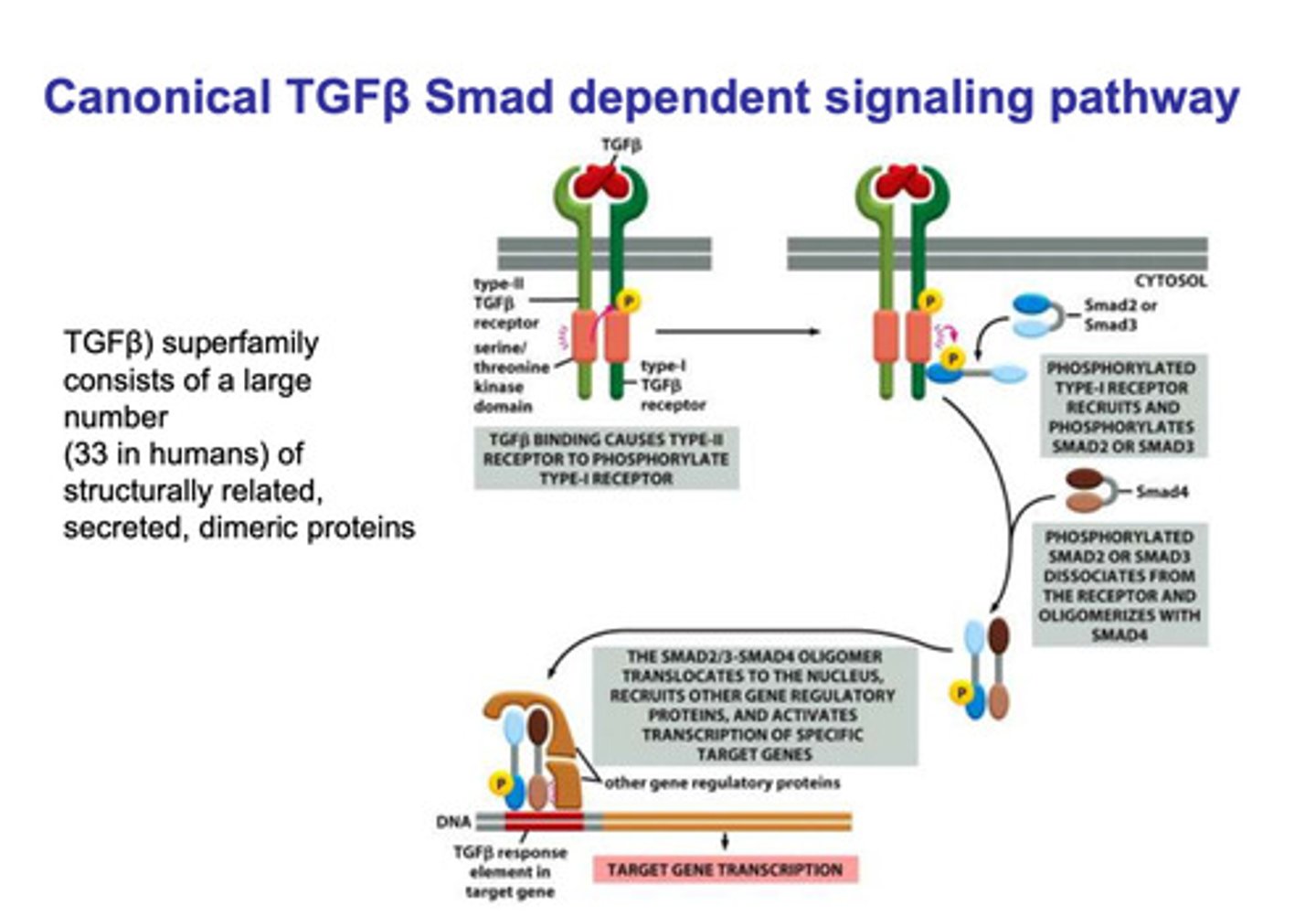 <p>- TGFβ binds to the type II and type I TGFβ cytokine receptors</p><p>- a serine/threonine kinase on the the type II domain phosphorylates the type I domain</p><p>- phosphorylation of the type I domain recruits SMAD2 or SMAD3</p><p>- the SMAD molecule is the phosphorylated, which causes it to dissociate and straighten</p><p>- the straightened SMAD2 or SMAD3 oligomerizes with SMAD4</p><p>- the oligomer is transported into the nucleus where is binds with other regulatory molecules</p><p>- the complex binds to the TGFβ response element in the target gene</p><p>- transcription of the product</p>