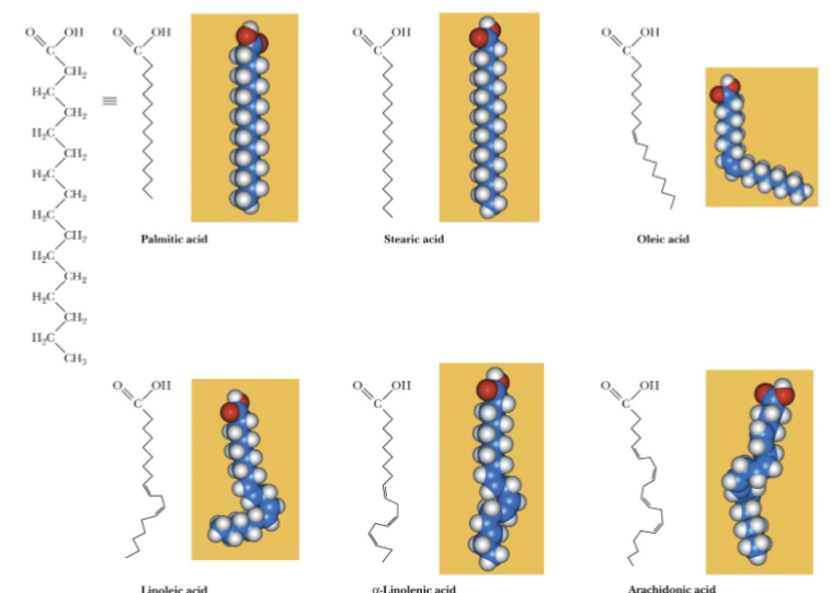 <p>Fatty acid</p>