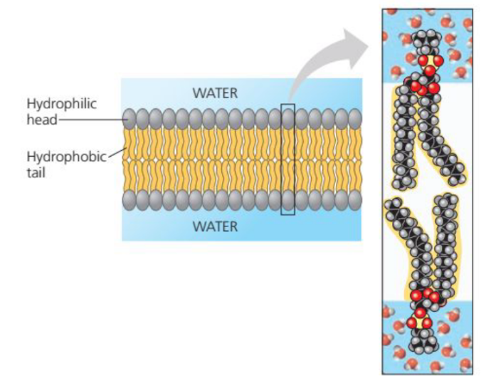 <ul><li><p>Amphipathic because it is composed of - Hydrophilic regions - polar - Hydrophobic regions - non-polar</p></li><li><p>Lipids are small nonpolar molecules (e.g O2 and CO2) pass freely across</p></li></ul>