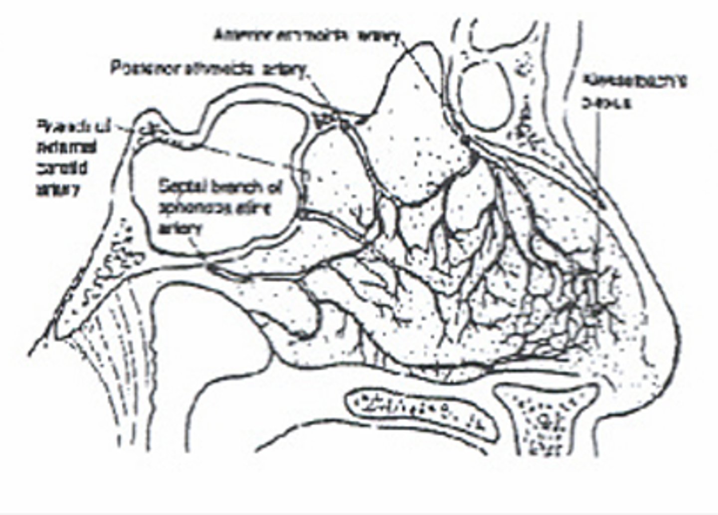 <p>-Kiesselbach's plexus</p><p>-Anterior ethmoidal artery</p><p>-Perforating branches of the sphenopalatine artery</p>