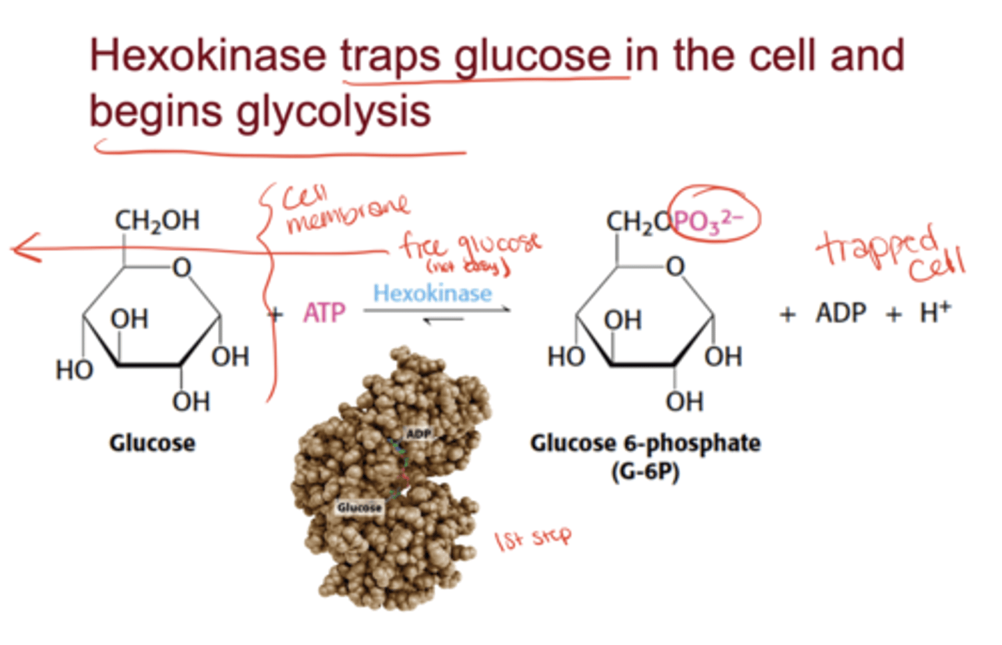 <p>It phosphorylates glucose to glucose-6-phosphate, trapping it inside the cell and beginning glycolysis</p>