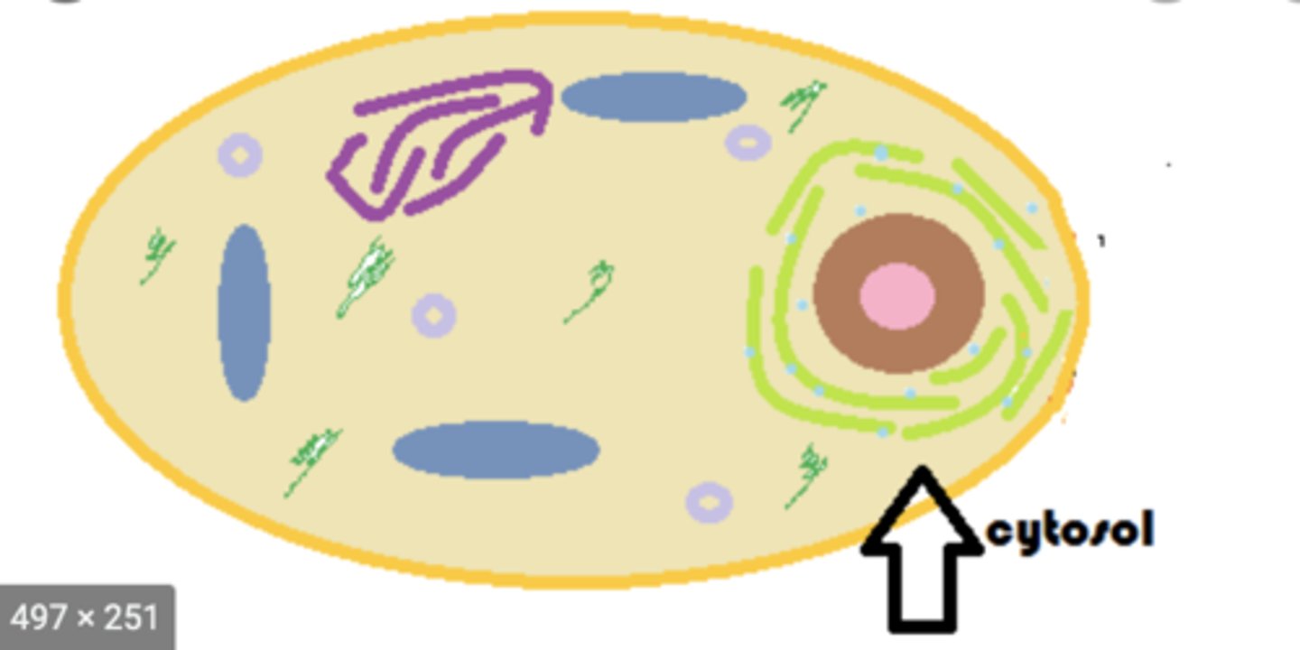 <p>intracellular fluid out of the nucleus; contains mostly water with a colloid consistency</p>