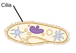 <p>cilia </p>