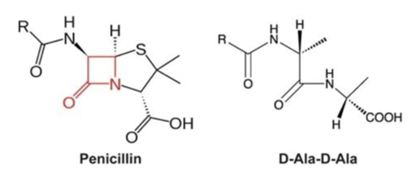 <p>transpeptidase, peptidoglyan</p>