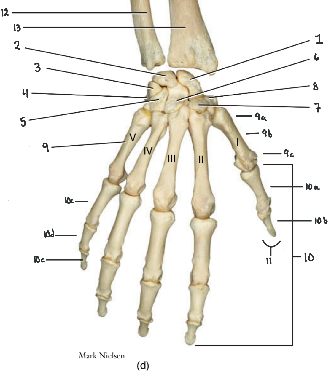 term image