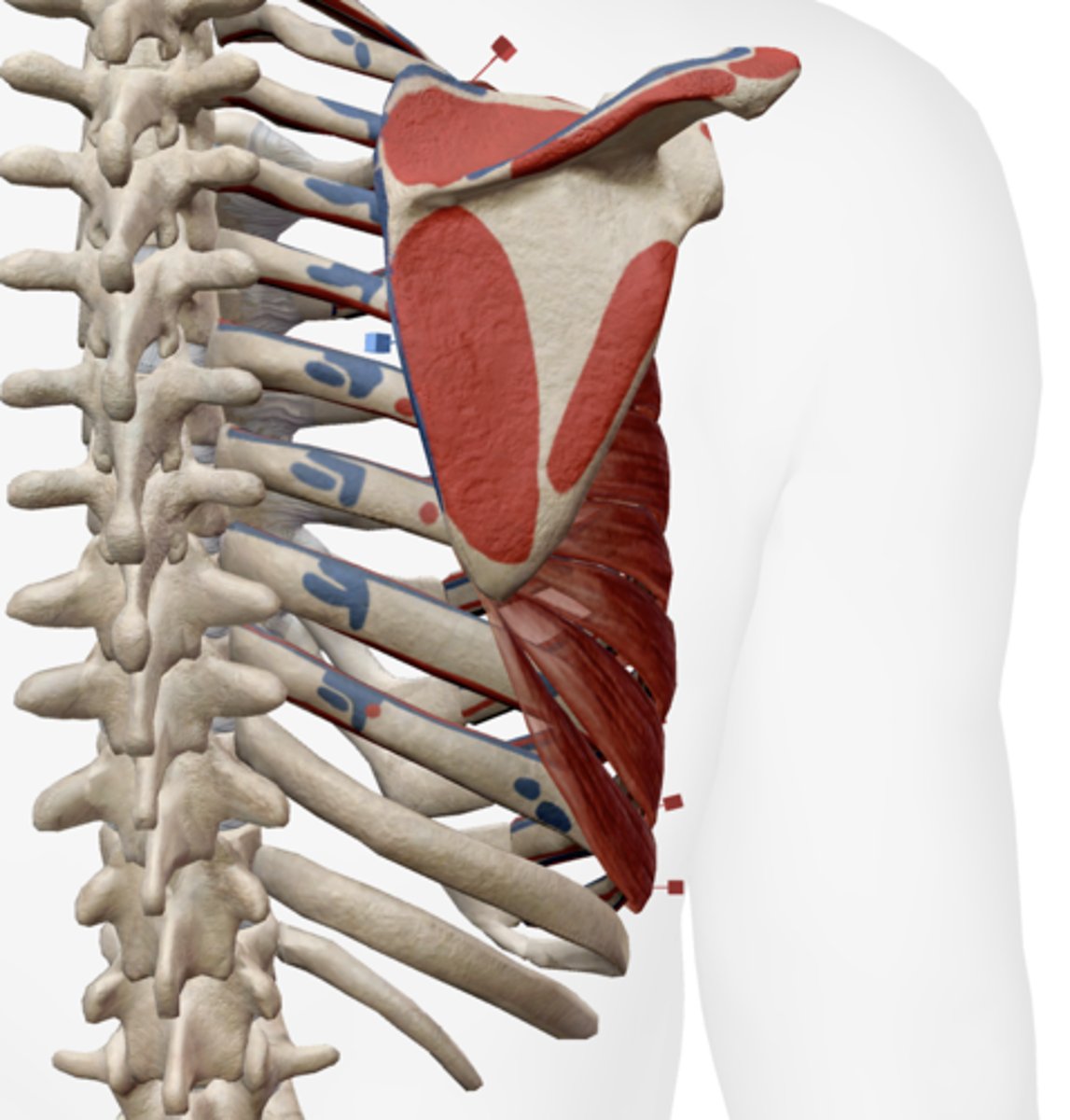 <p>Medial border of the scapula on the anterior surface.</p>