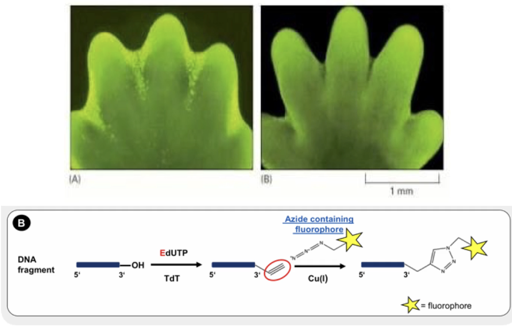 <p><strong>Cells undergoing apoptosis</strong></p><ul><li><p>Stains DNA breaks with fluorescent dUTP by terminal deoxynucleotidyl transferase</p></li><li><p>Bright green dots = apoptotic cells</p></li><li><p>Shows cell death between developing mouse digits</p></li></ul><p></p>