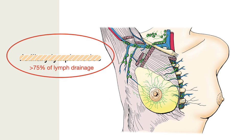 <p><strong>75% of lymph drainage in breast</strong><br>-Primary route for <strong>metastasis of breast carcinoma</strong></p>