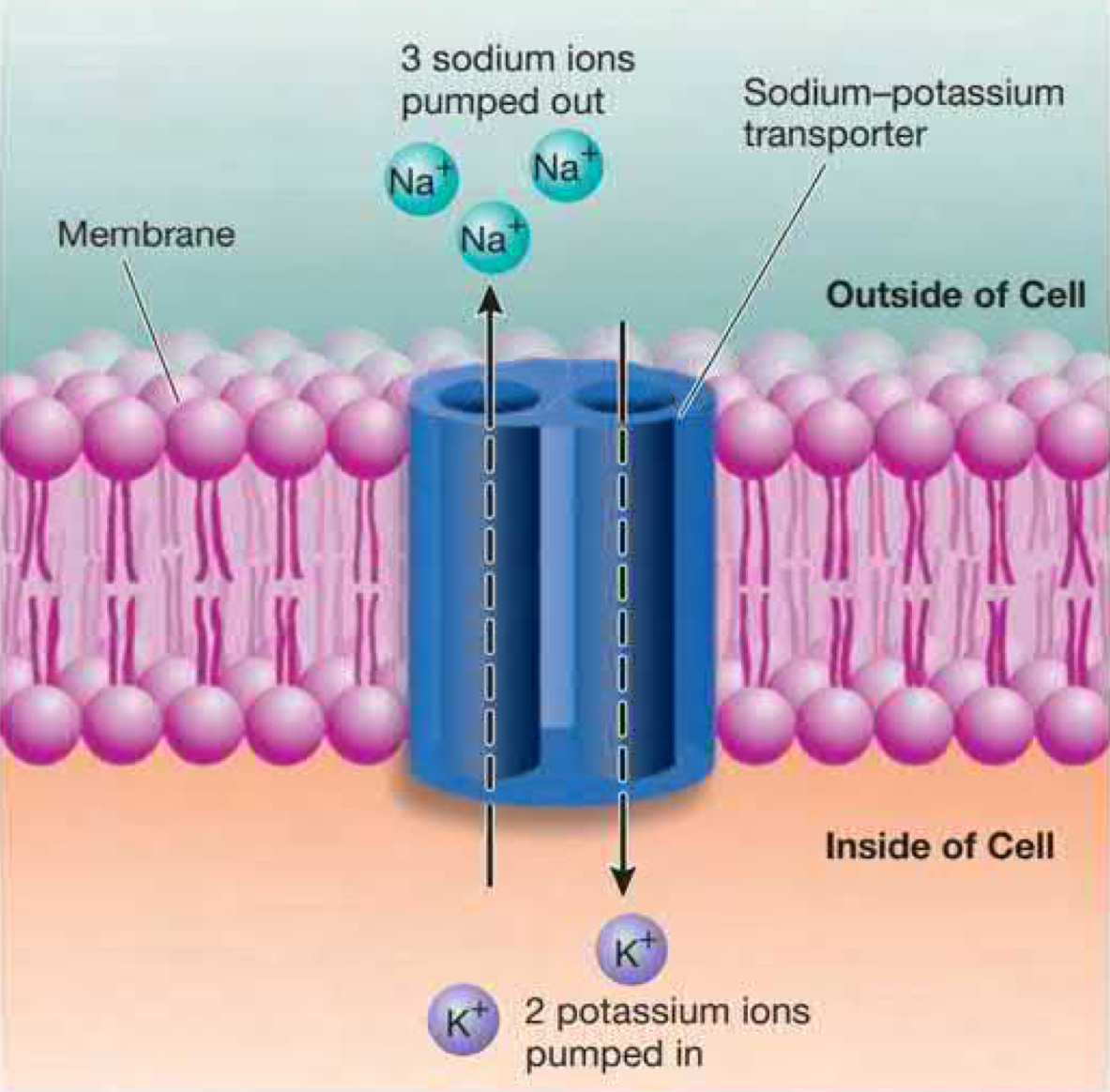 protein found in the membrane of all cells that extrudes Na ions from and transports K into the cell. 3 Na out for every 2 K in. ***After many action potentials, Na eventually accumulates inside the cell. Without pumps this would lead to no action potentials***