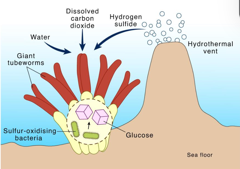 <p>Primary production done by chemosynthetic bacteria such as (3):</p>