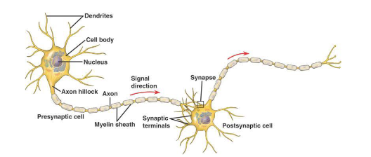 <p>Myelination insulates long sections of the axon, leaving small unmyelinated gaps called nodes of Ranvier (about 1 μm wide) that are rich in voltage-gated Na⁺ and K⁺ channels. The action potential “jumps” from one node to the next by saltatory conduction, allowing it to travel quickly along the axon.</p>
