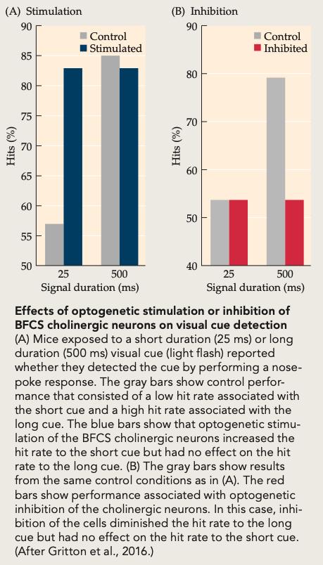 <ul><li><p><strong>Setup:</strong> Optogenetic <strong>phasic stimulation or inhibition</strong> of <strong>BFCS cholinergic neurons</strong> during a brief sensory cue (25 ms vs 500 ms).</p></li><li><p><strong>Result (Stim):</strong> <strong>ACh bursts ↑ hit rate</strong>, <strong>especially at 25 ms</strong> cues (harder signals).</p></li><li><p><strong>Result (Inhib):</strong> <strong>ACh inhibition ↓ hits</strong>, most at <strong>25 ms</strong>.</p></li><li><p><strong>Conclusion:</strong> <strong>Phasic ACh causally improves cue detection / sustained attention</strong>; removing ACh impairs it.<br><span data-name="brain" data-type="emoji">🧠</span> <em>Takeaway:</em> <strong>ACh boosts detection of brief signals</strong>—it’s not just correlated with attention; it <strong>drives</strong> it.</p></li></ul><p></p>