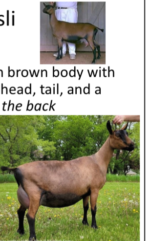 <p>GOAT BREEDS: what is the breed, origin, color, ears, horns, traits?</p>