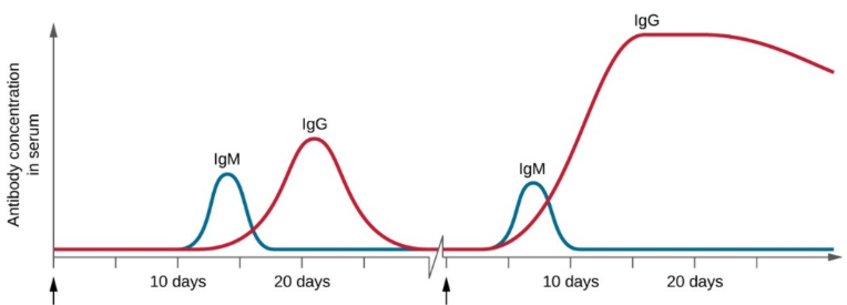 <p>Immune Response Curve Graph</p><p>first arrow is showing the ____ dose </p>