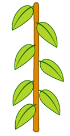 <p>phyllotaxy</p>