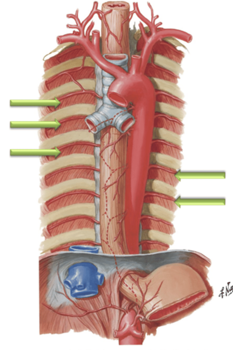 <p>Arteries that arise as small branches from the descending aorta and course laterally between the ribs. These blood vessels supply the skin of the lateral and anterior chest wall as well as the intercostal muscles.</p>