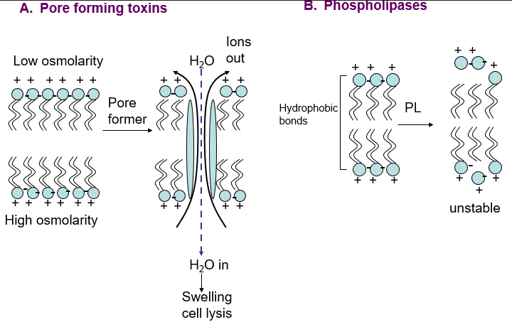 <p><span><strong>(pore forming, phospholipases)</strong></span></p><ul><li><p><span>Destroy the integrity of the mammalian cell cytoplasmic membrane</span></p></li></ul><p></p>