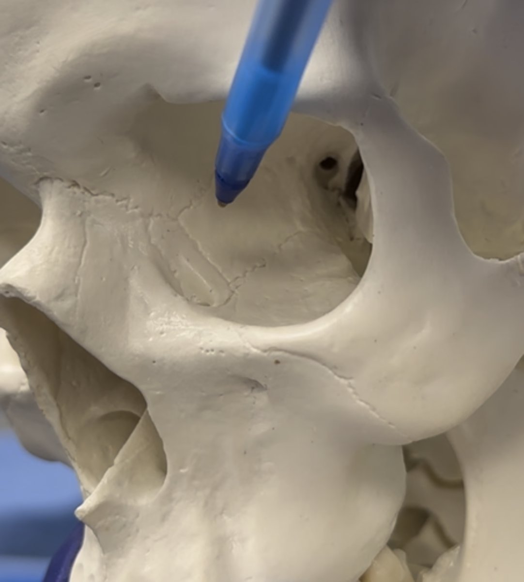 <p>Bone pointed at is</p>