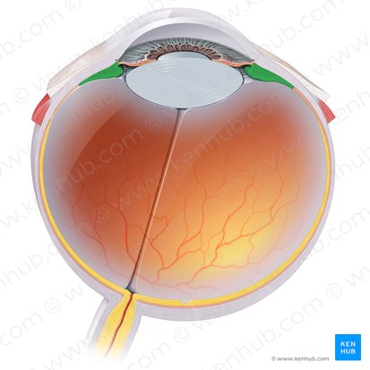 <p>A ring-shaped structure in the eye, located behind the iris, that plays a crucial role in vision and eye health</p>