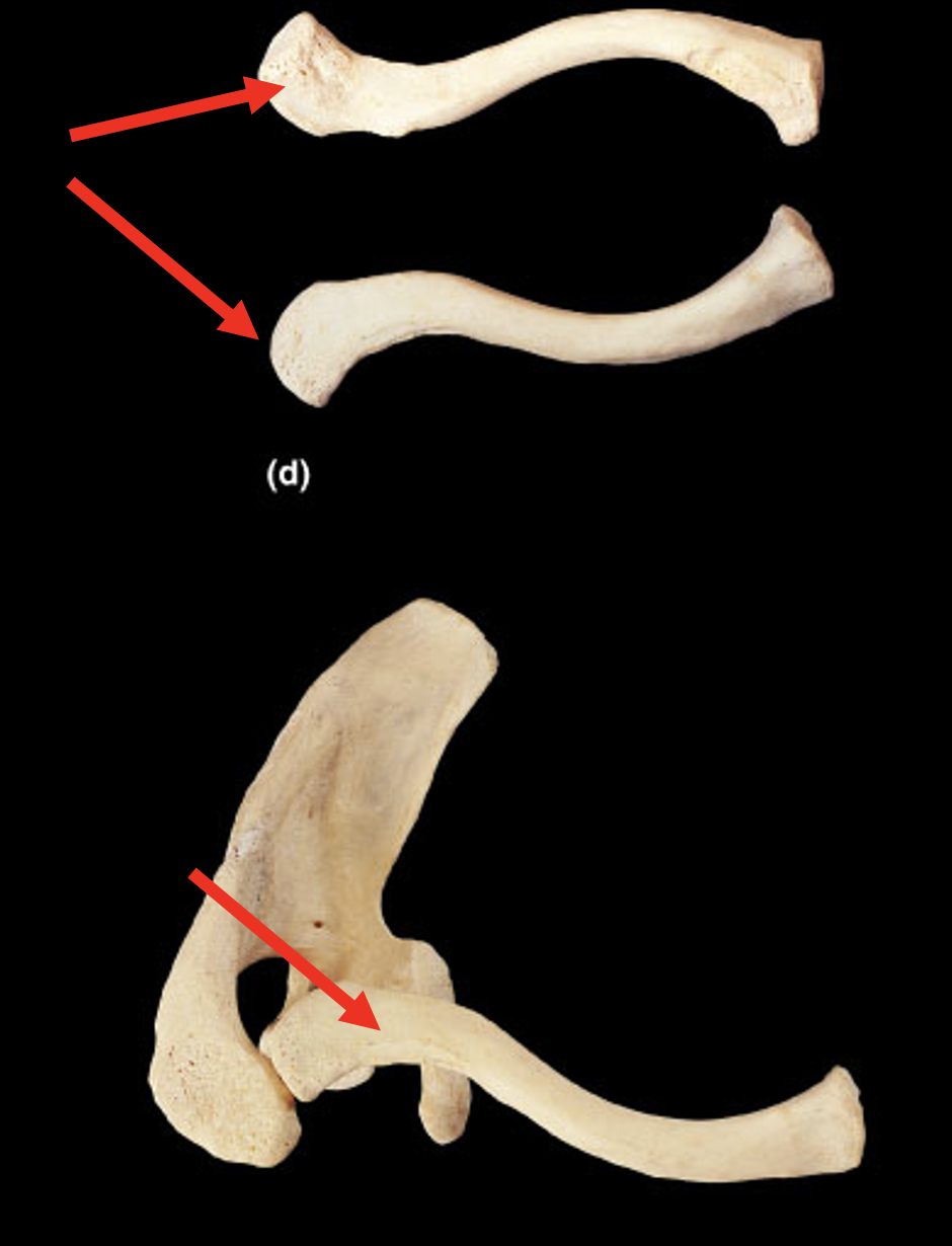 <p>Name this bone</p>
