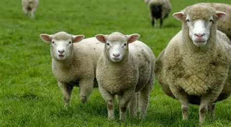 <ul><li><p>Origin: England</p></li><li><p>White face with wool down legs</p></li><li><p>Horned or polled</p></li><li><p>medium wool</p></li></ul><p></p>