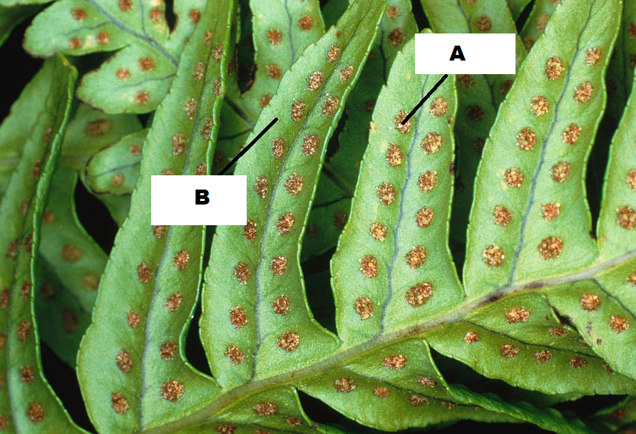 <p>B</p>