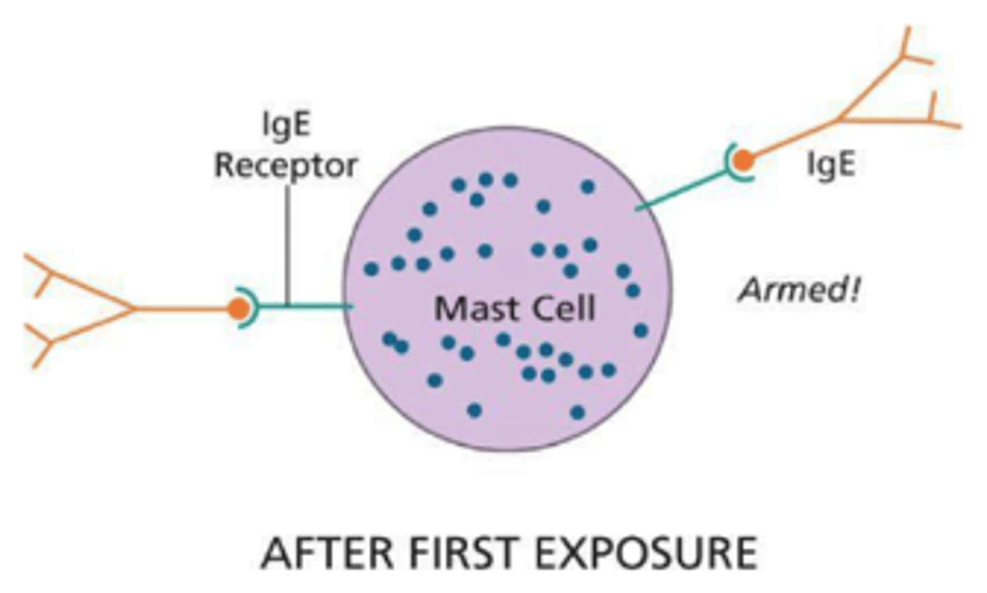 <p>- FceR has high affinity for IgE, and binds monomeric IgE.</p><p>- FceR becomes loaded with IgE</p><p>- This gives the cell an Ag-specific receptor</p>