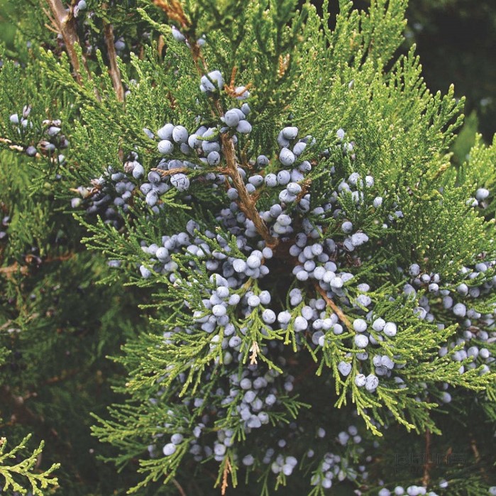<p>Eastern Red Cedar - Juniperus virgianiana</p>
